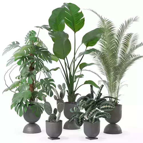 Plants collection 143 3D model