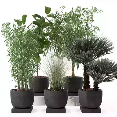Plants collection 142 3D model