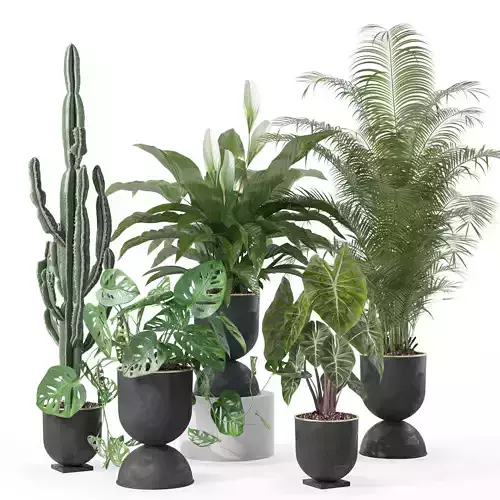 Plants collection 140 3D model