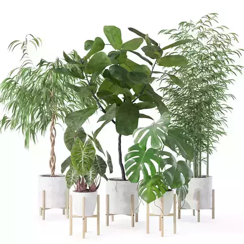 Plants collection 141 3D model