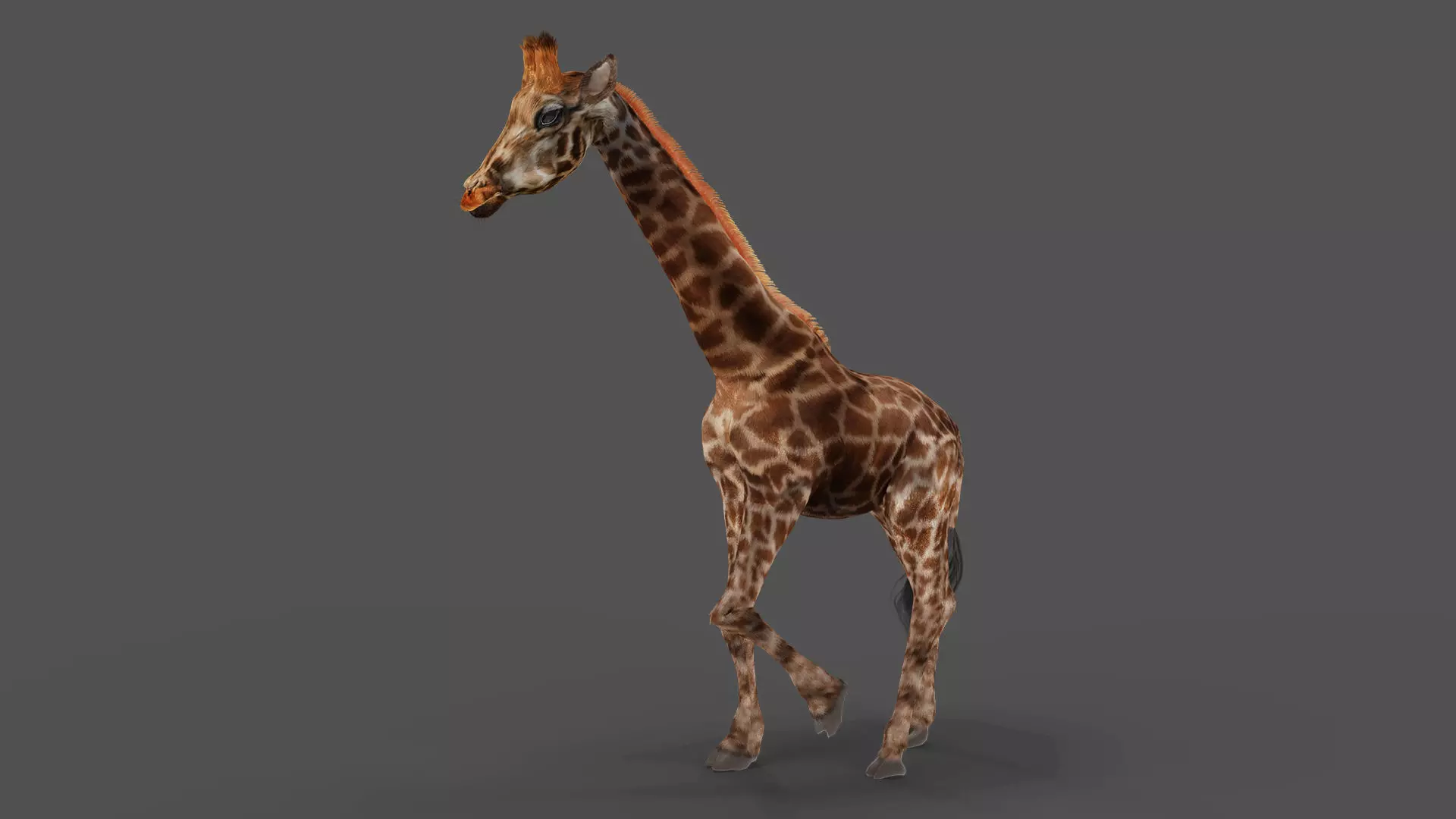 Fur Giraffe Rigged in Blender Low-poly 3D model_0
