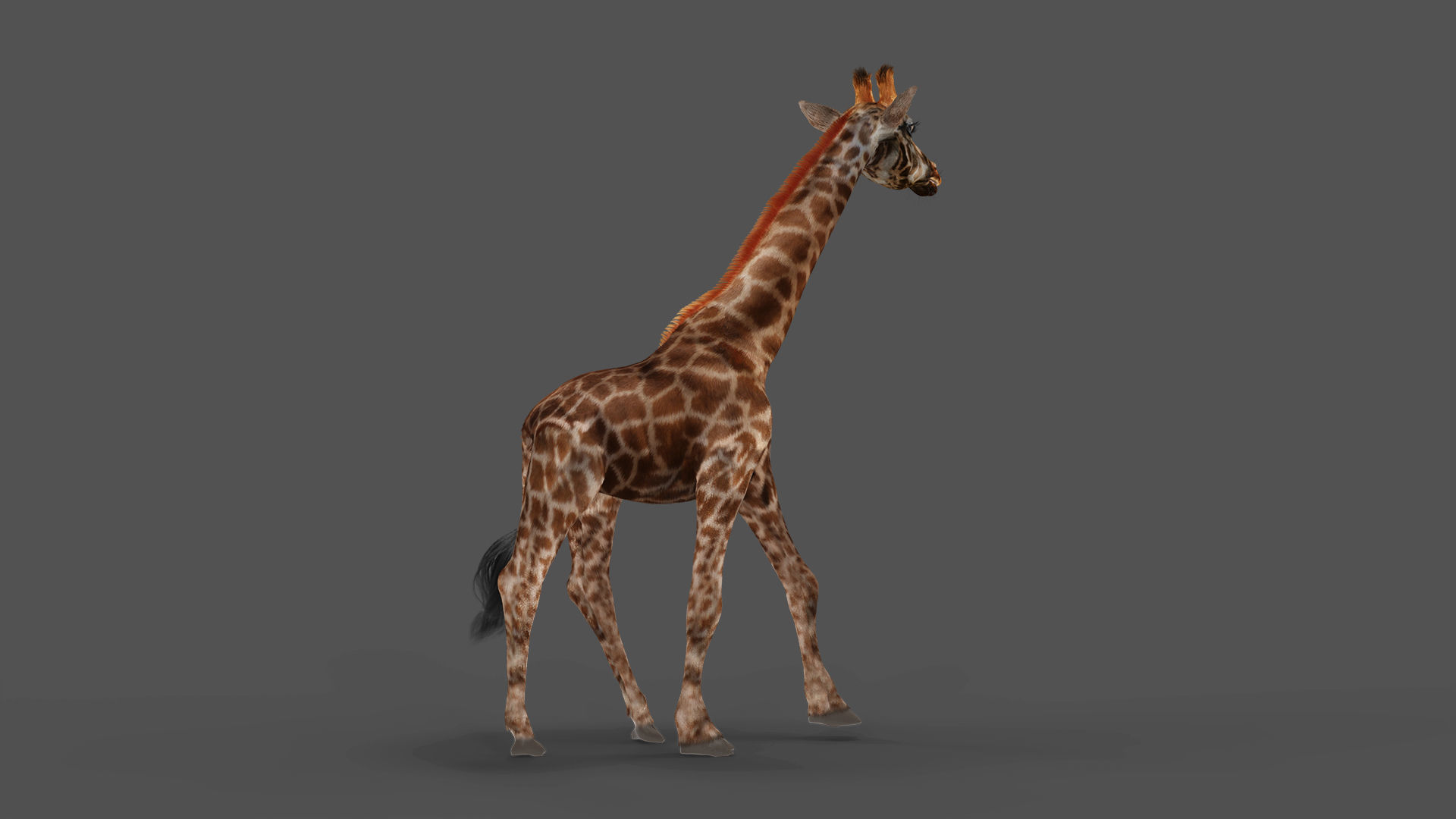 Fur Giraffe Rigged in Blender Low-poly 3D model_2