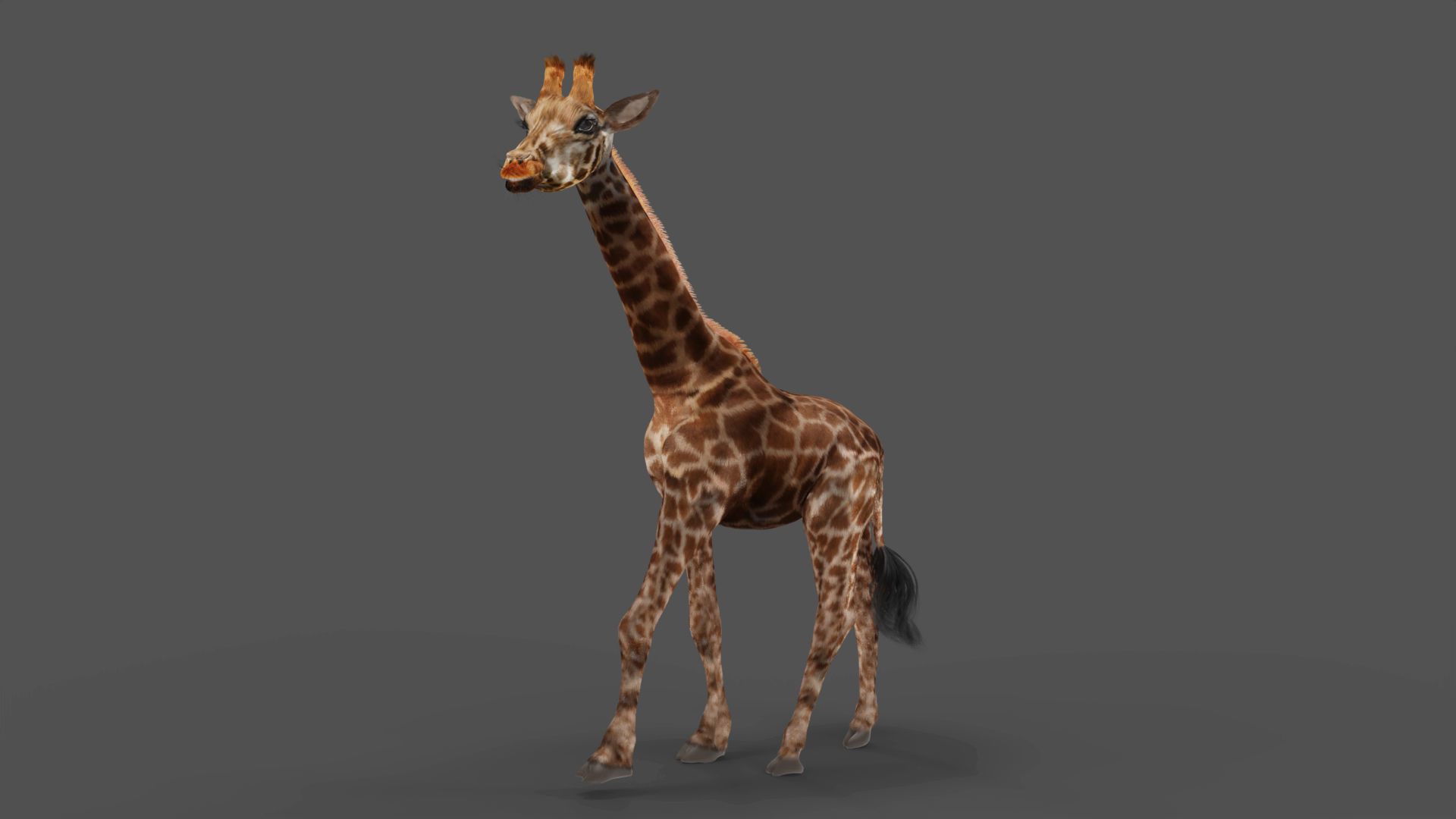 Fur Giraffe Rigged in Blender Low-poly 3D model_5