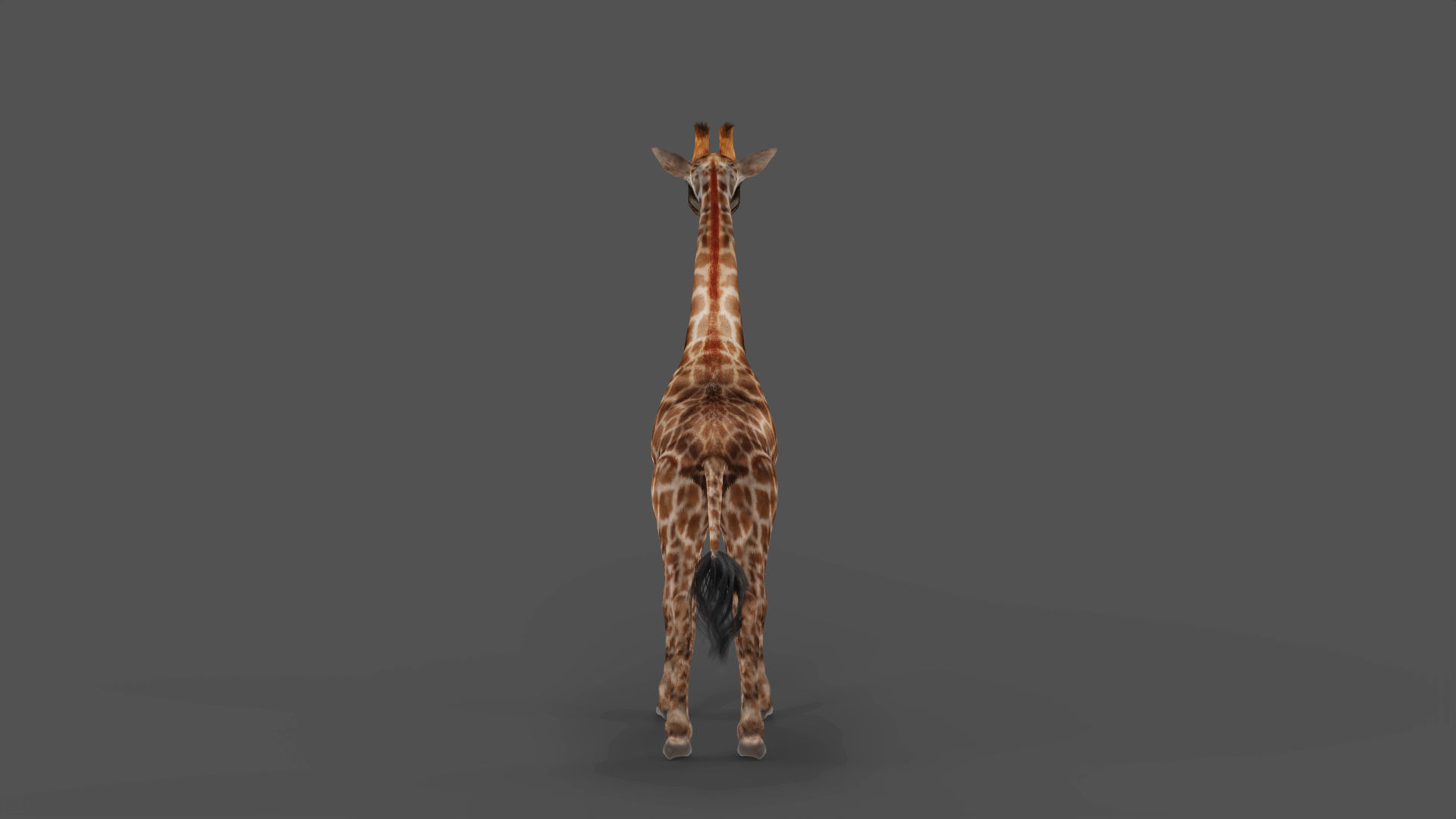 Fur Giraffe Rigged in Blender Low-poly 3D model_4