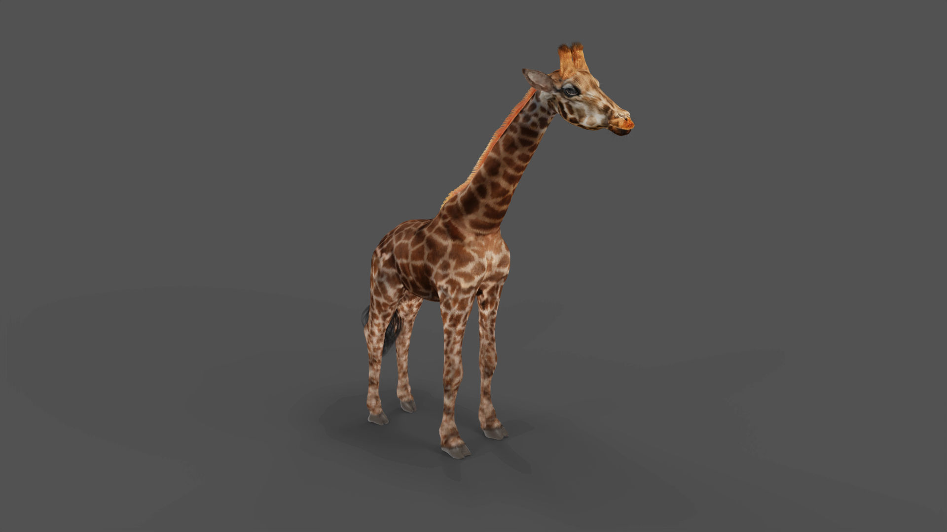 Fur Giraffe Rigged in Blender Low-poly 3D model_3