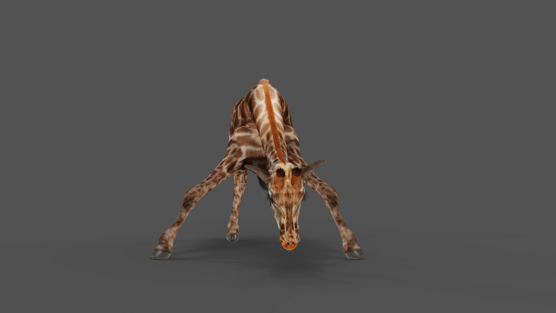 Fur Giraffe Rigged in Blender Low-poly 3D model_6