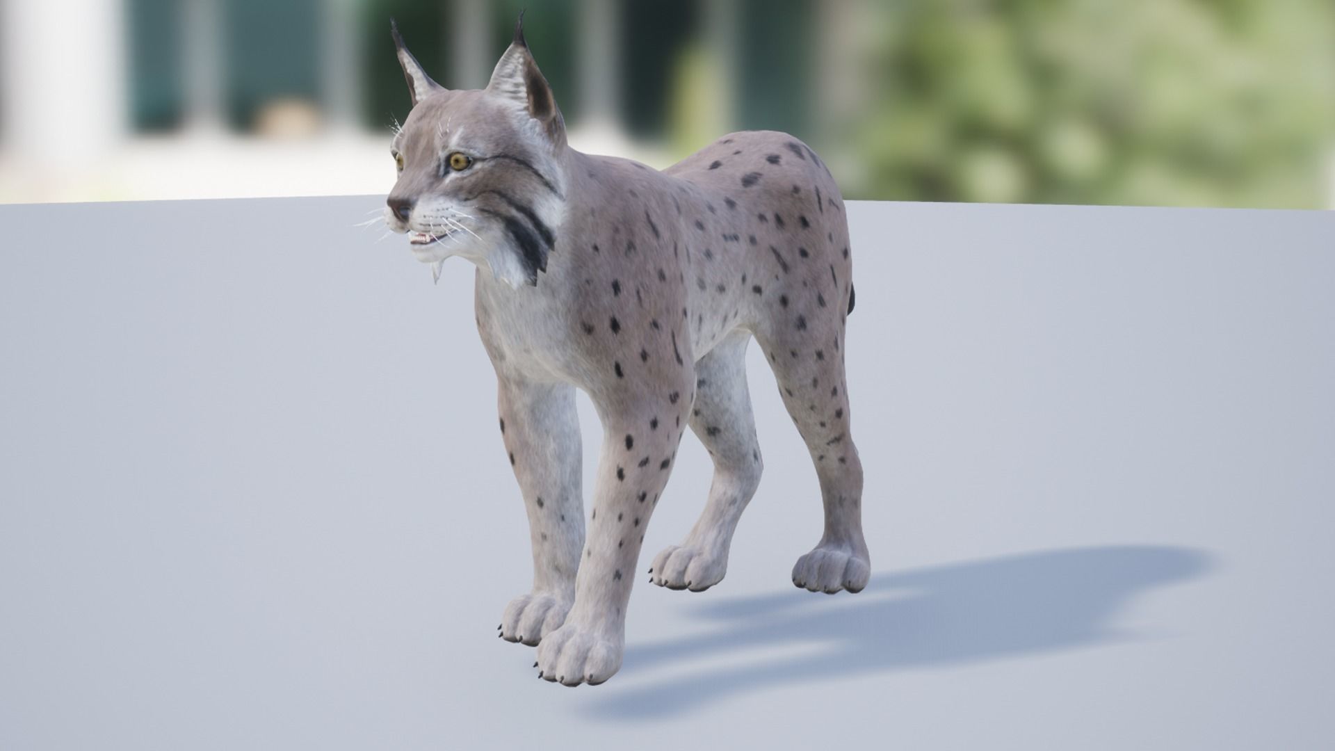 Bobcat Low-poly 3D model_10