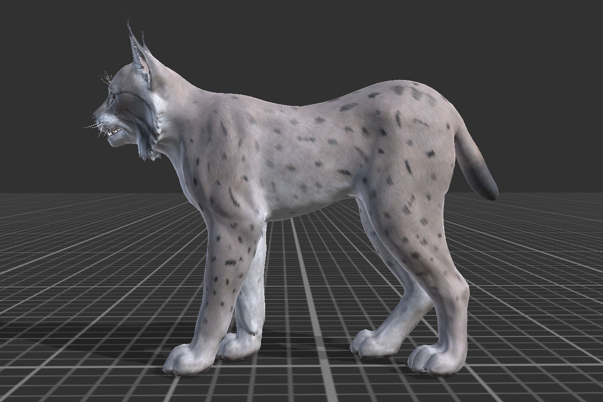 Bobcat Low-poly 3D model_4