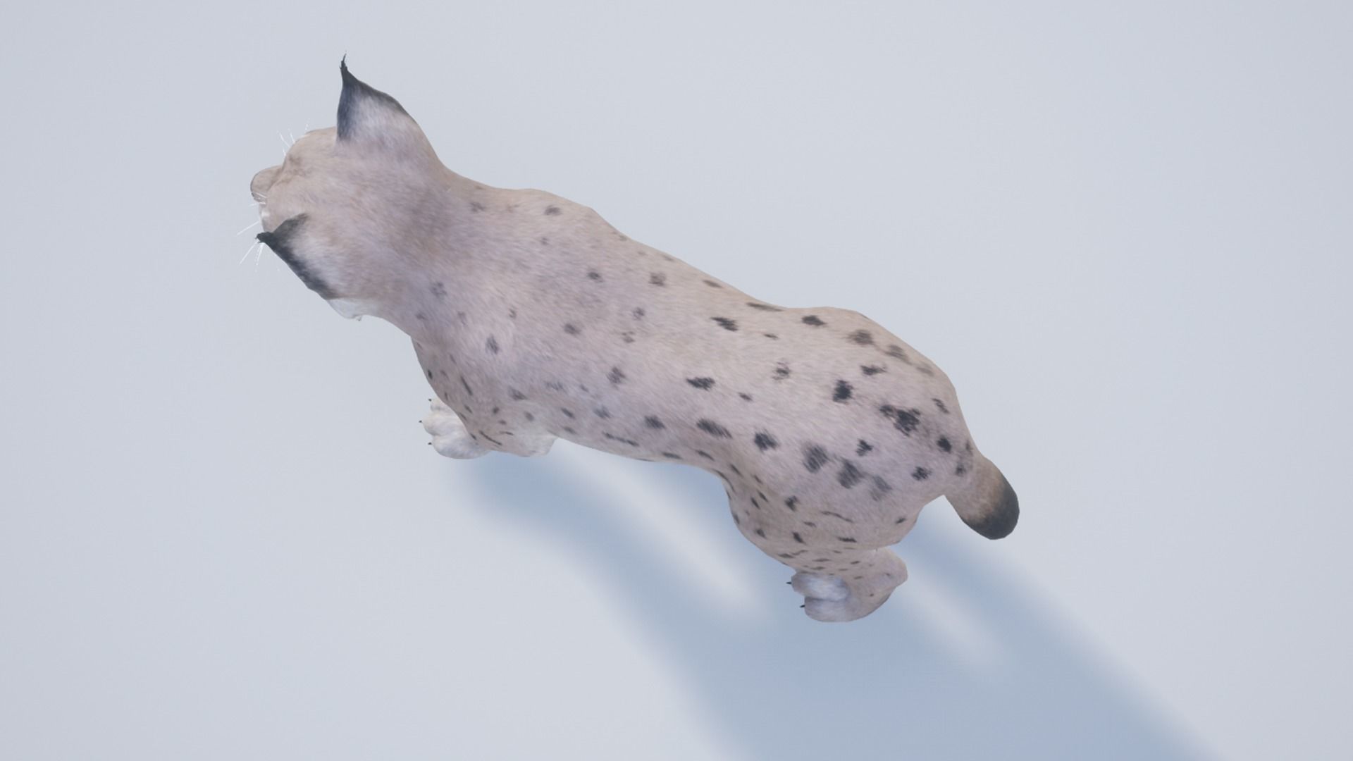 Bobcat Low-poly 3D model_13