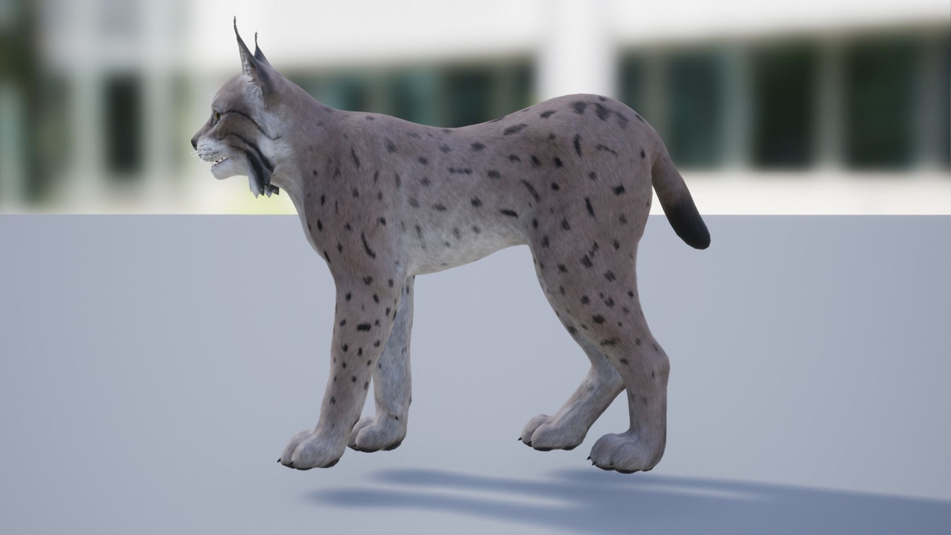 Bobcat Low-poly 3D model_11