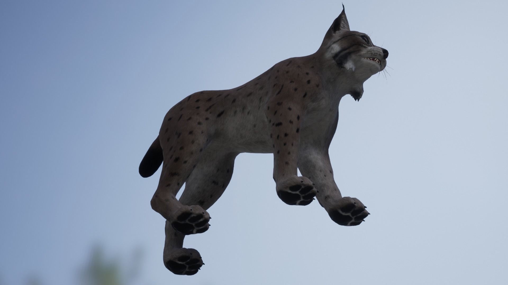 Bobcat Low-poly 3D model_14