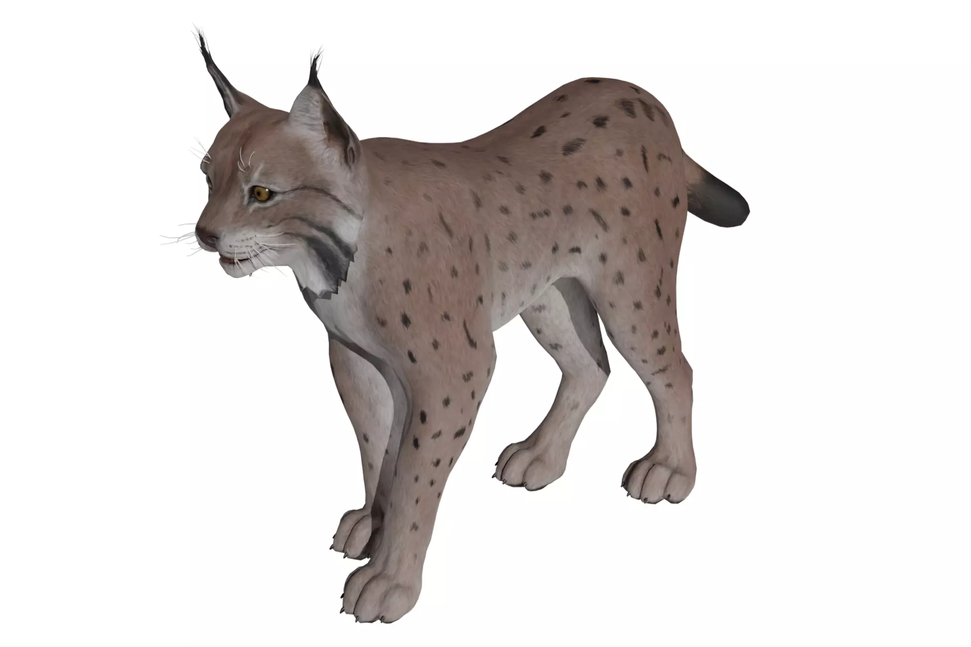 Bobcat Low-poly 3D model_0