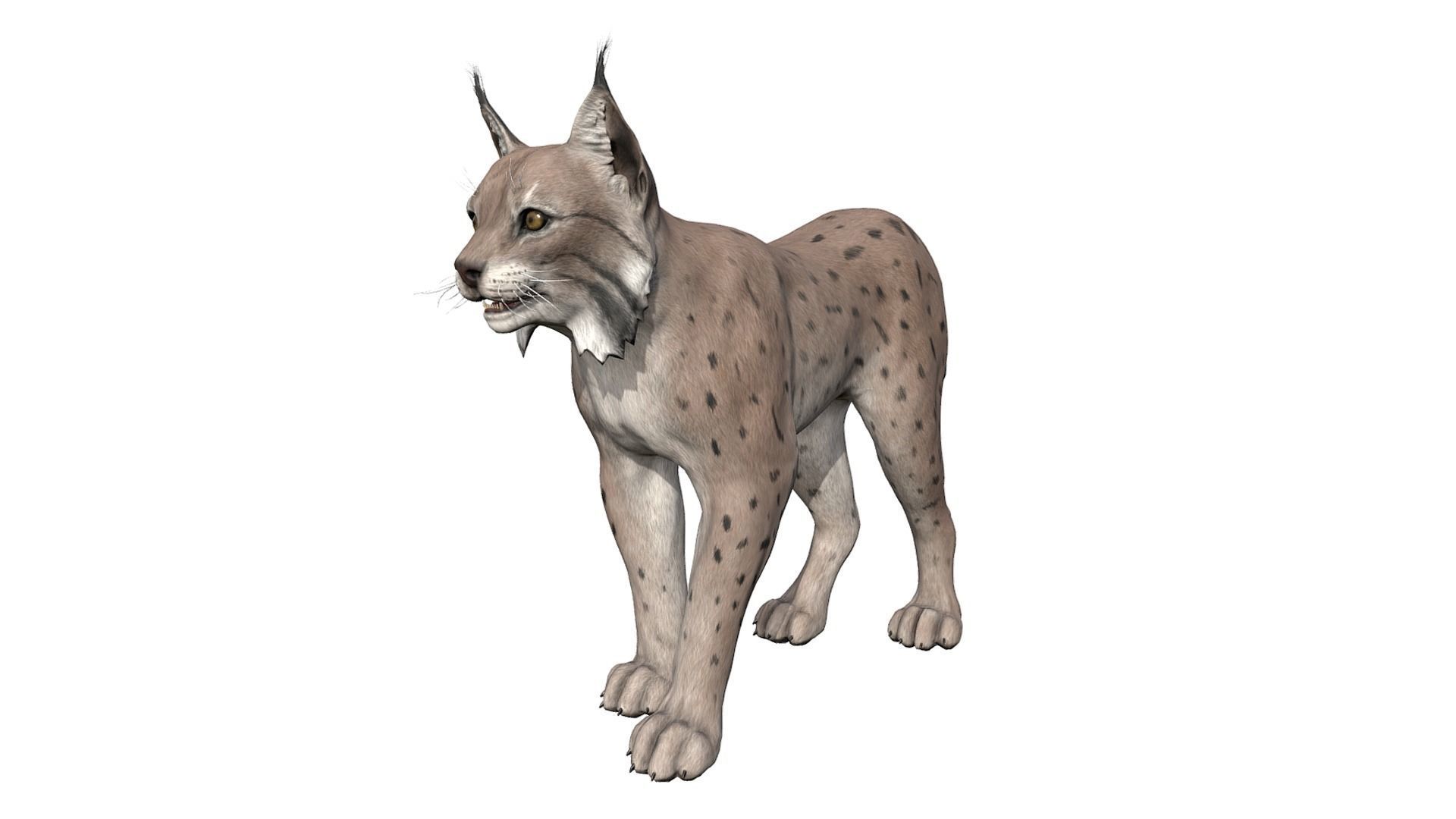 Bobcat Low-poly 3D model_2