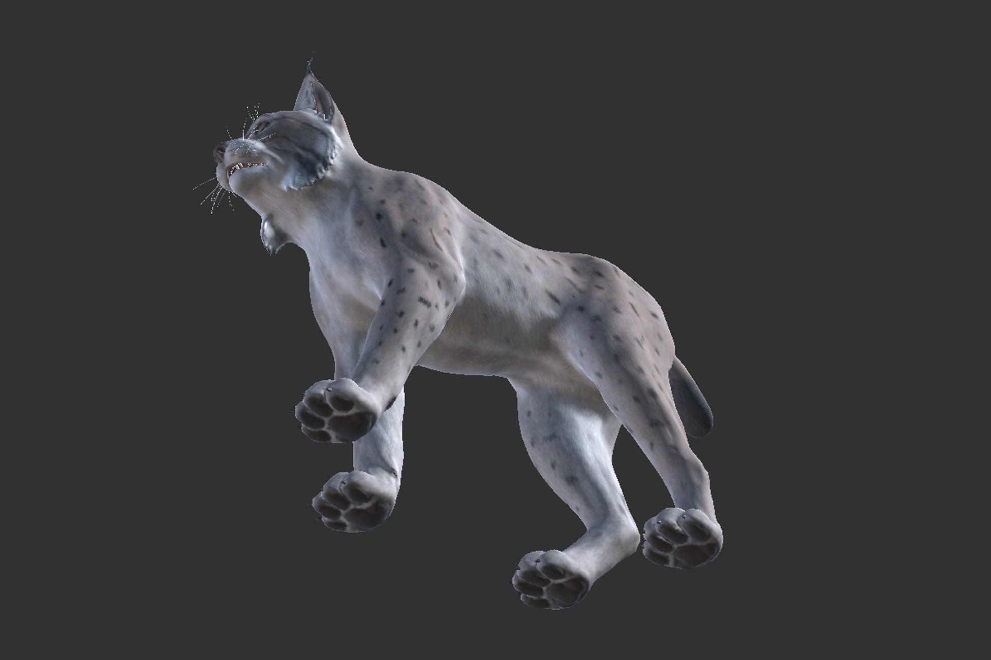 Bobcat Low-poly 3D model_7