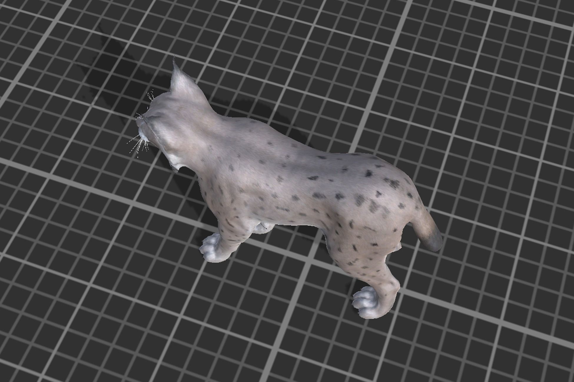 Bobcat Low-poly 3D model_6