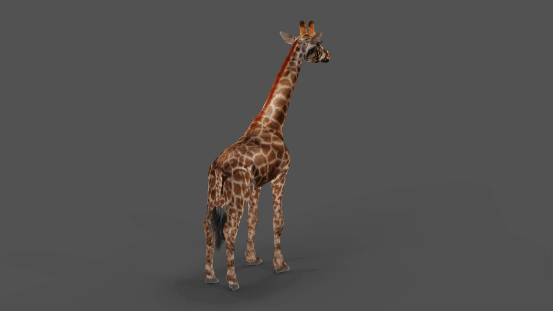 Fur Giraffe NO Rigged in Blender Low-poly 3D model_3