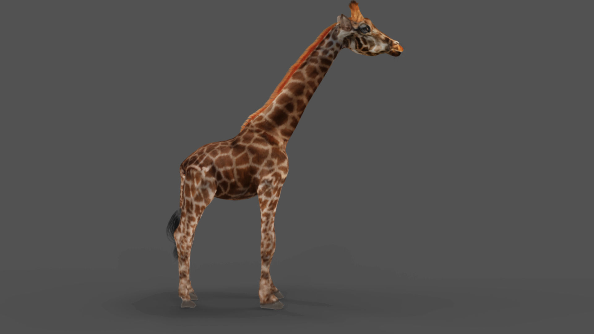 Fur Giraffe NO Rigged in Blender Low-poly 3D model_4