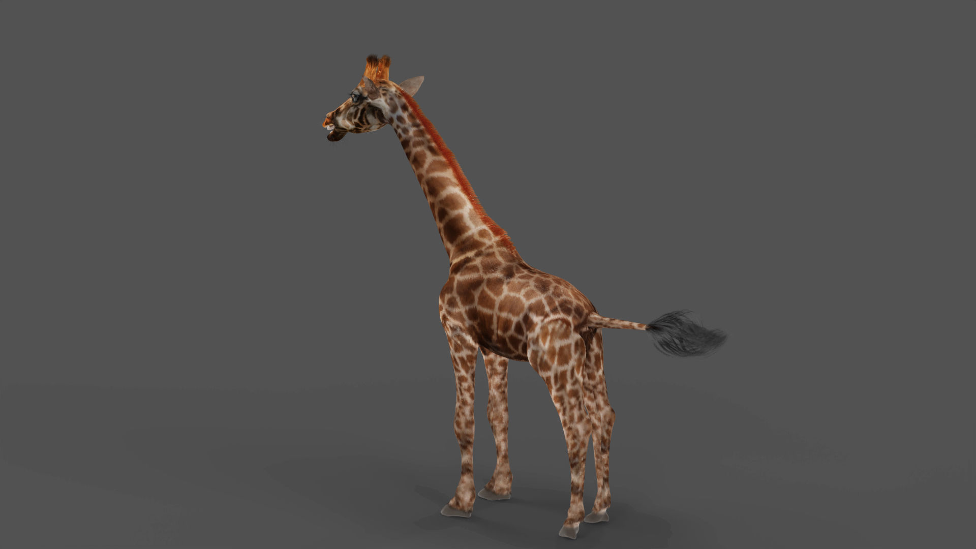 Fur Giraffe NO Rigged in Blender Low-poly 3D model_2