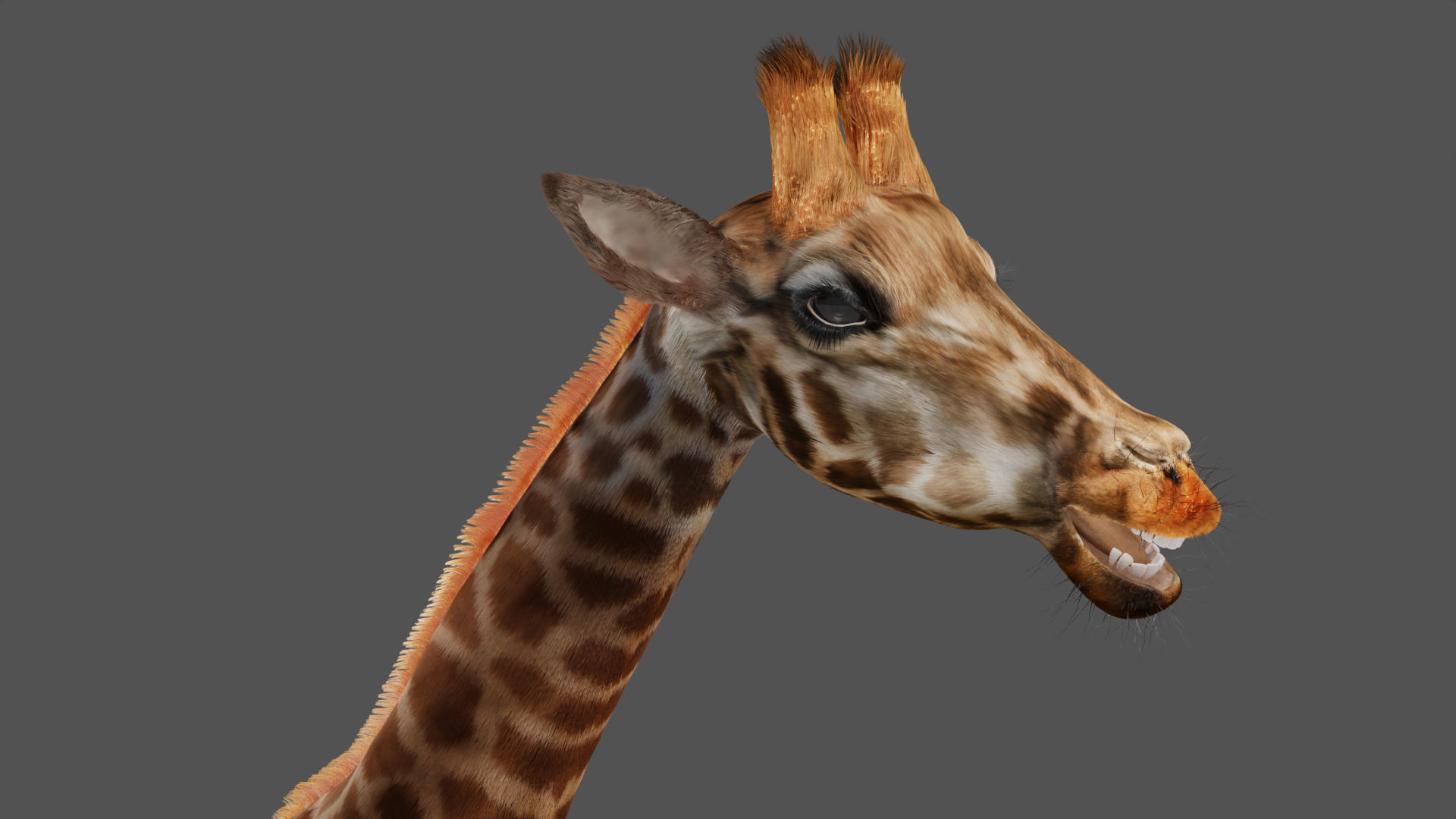 Fur Giraffe NO Rigged in Blender Low-poly 3D model_1
