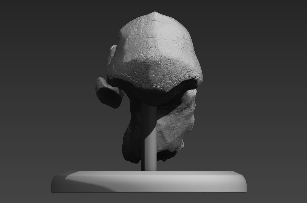 Lucy Ancient Human Skull Stylized - Pre-Supported - STL File 3D print model_14