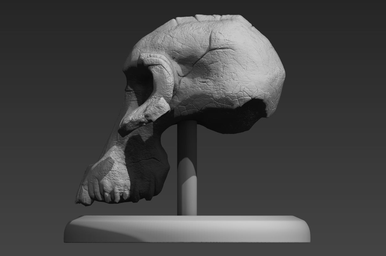 Lucy Ancient Human Skull Stylized - Pre-Supported - STL File 3D print model_12