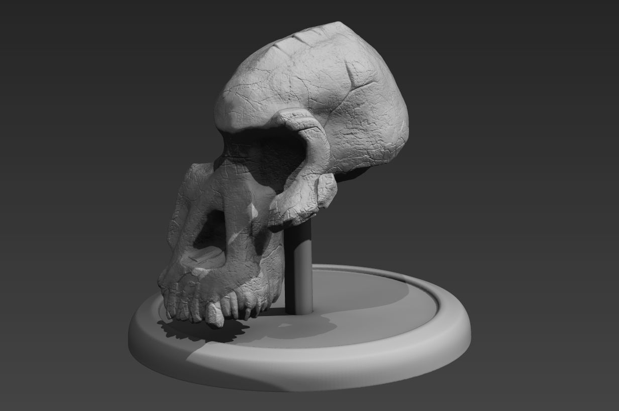 Lucy Ancient Human Skull Stylized - Pre-Supported - STL File 3D print model_11