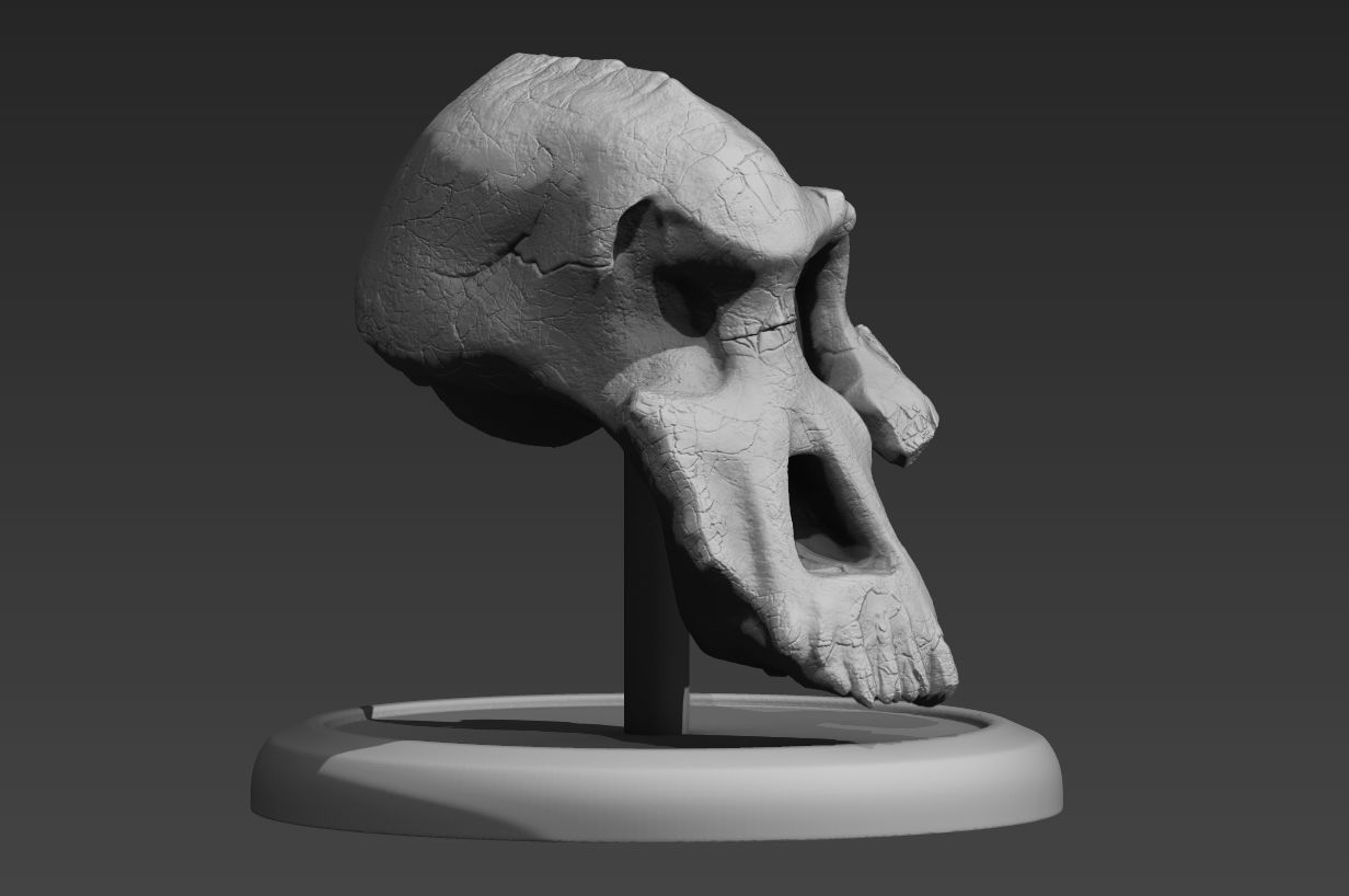 Lucy Ancient Human Skull Stylized - Pre-Supported - STL File 3D print model_10