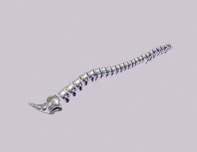 printable spine divided into vertebrae 3D print model