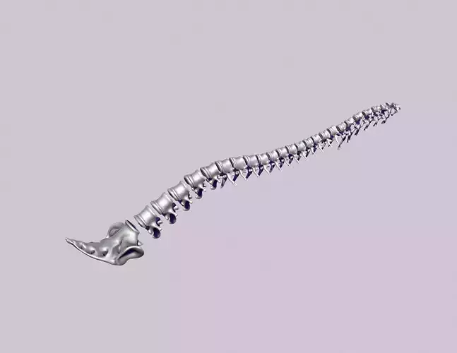 printable spine divided into vertebrae 3D print model