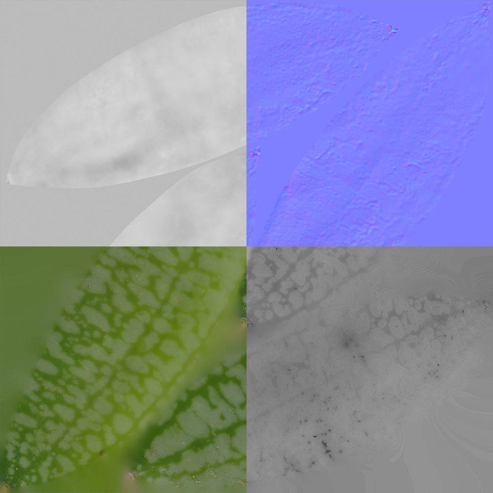 Cucamelon 3D model_8