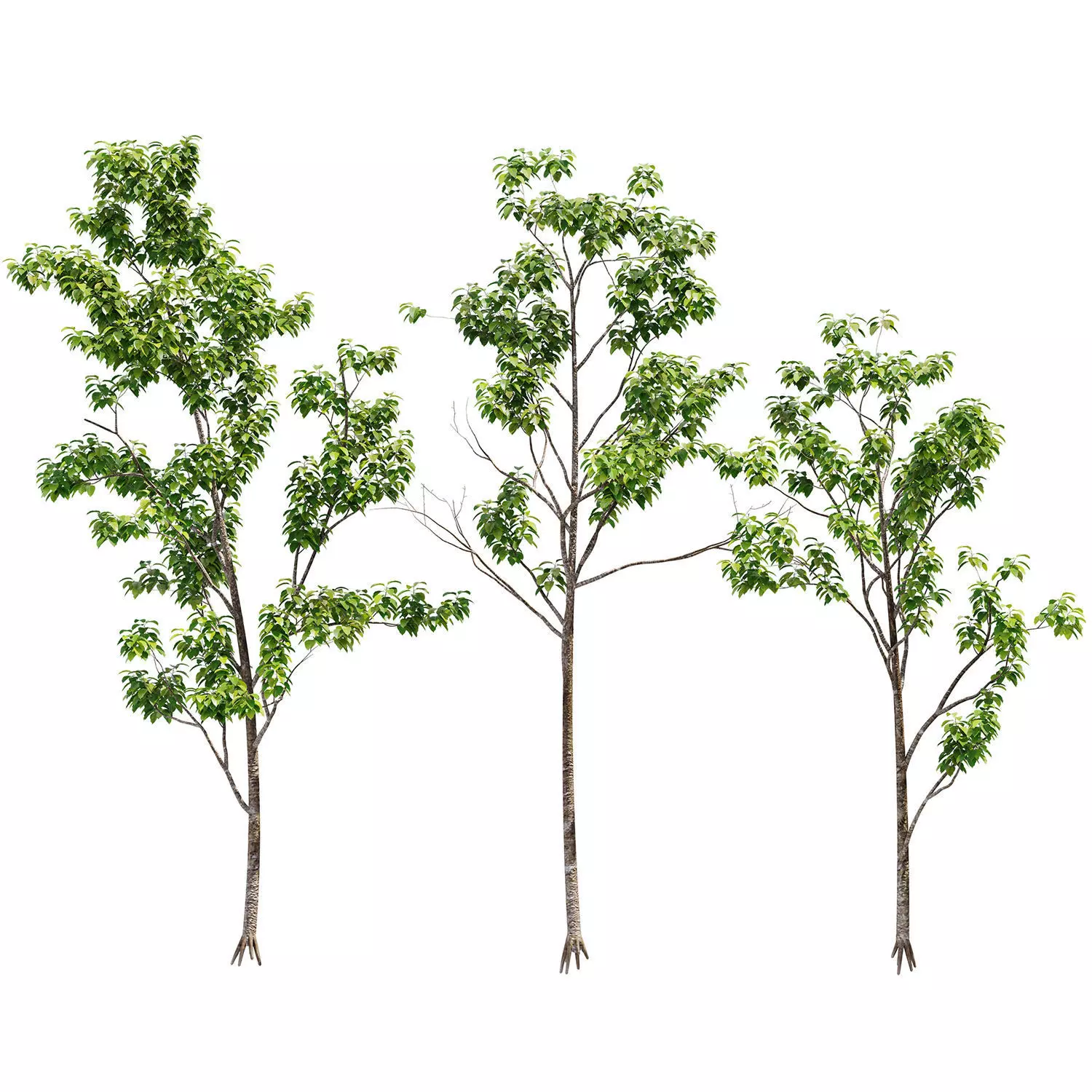 Small Tree 3D model