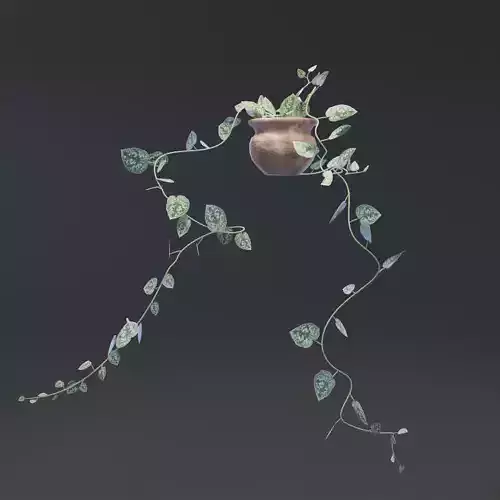 Satin pothos Scindapsus pictus Silver Vine 3D model