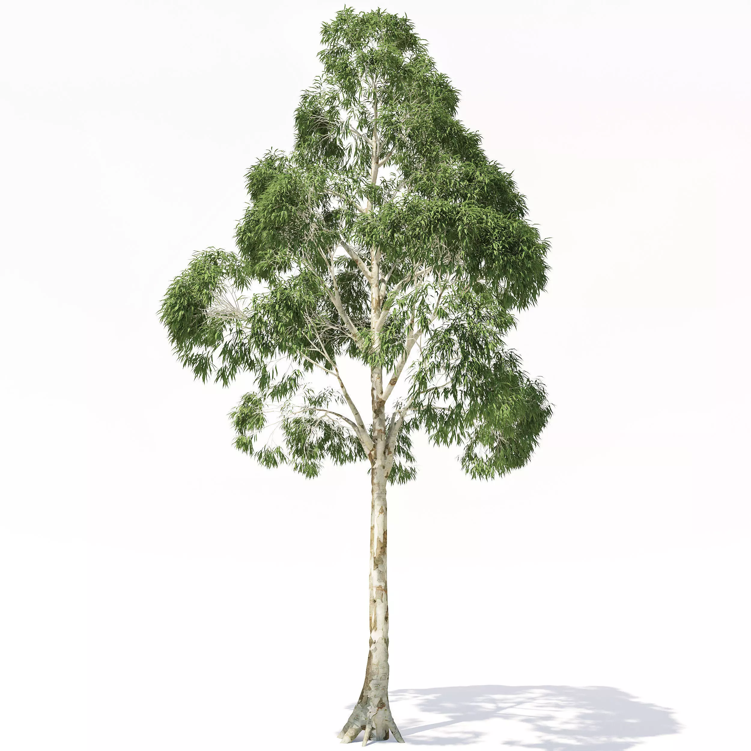 Eucalyptus tree 3D model_0