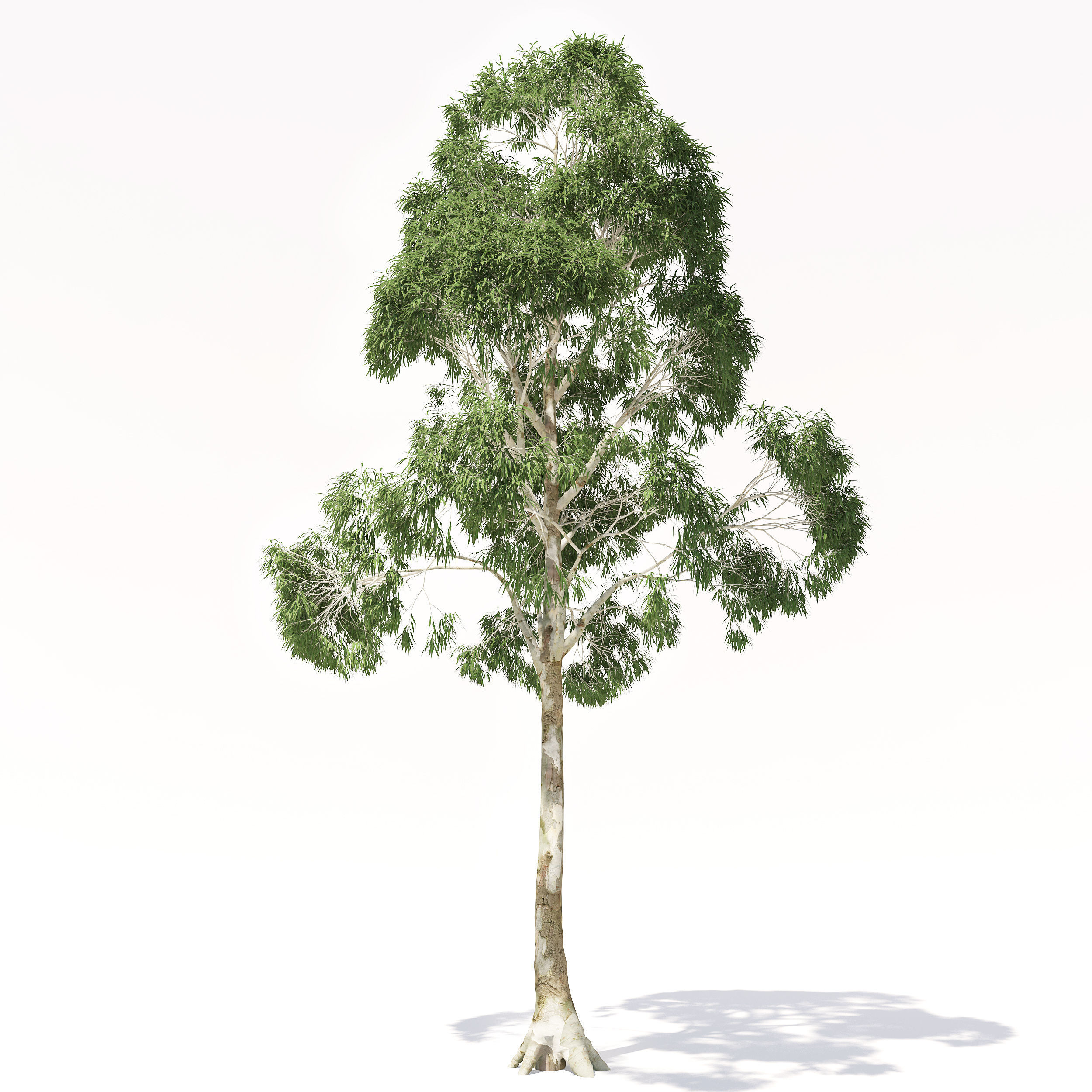Eucalyptus tree 3D model_1