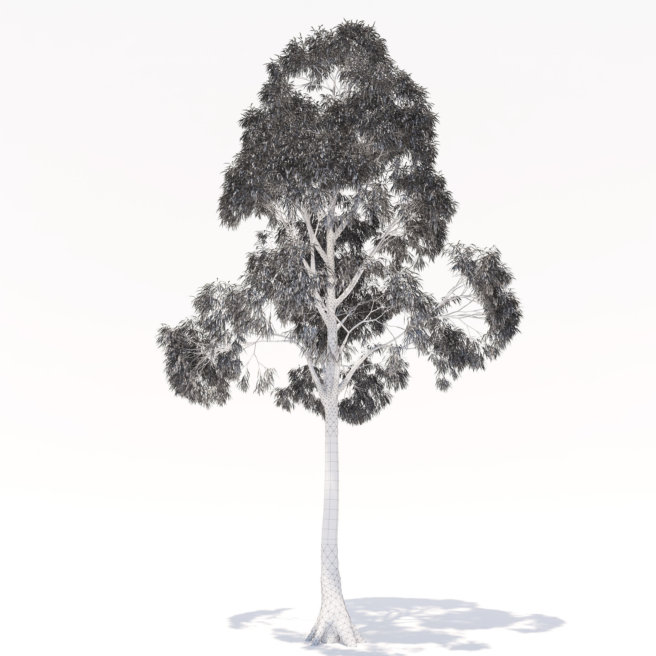 Eucalyptus tree 3D model_2