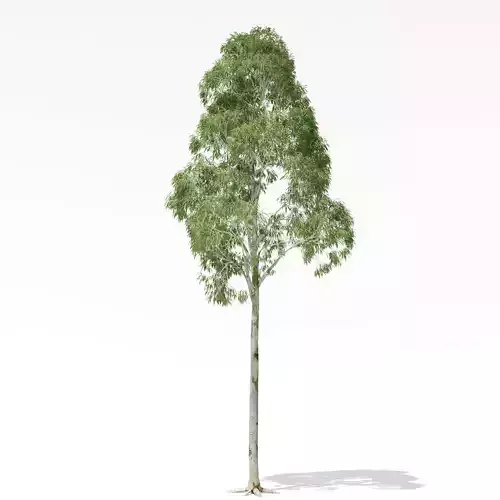 Eucalyptus 2 tree