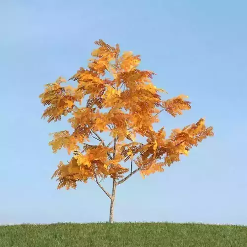 Orange Leaves On Branchy Tree