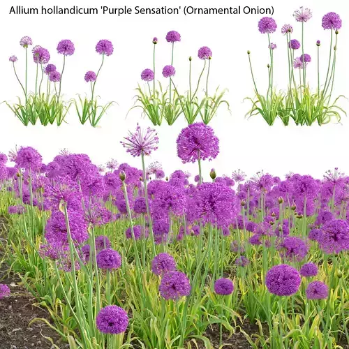 Allium hollandicum - Purple Sensation - Ornamental Onion 02 3D model