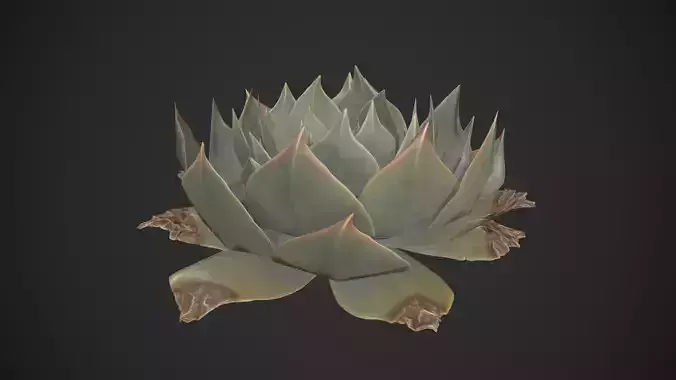 Live Forever Succulent