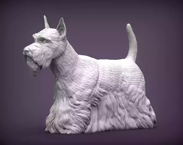 scottish terrier