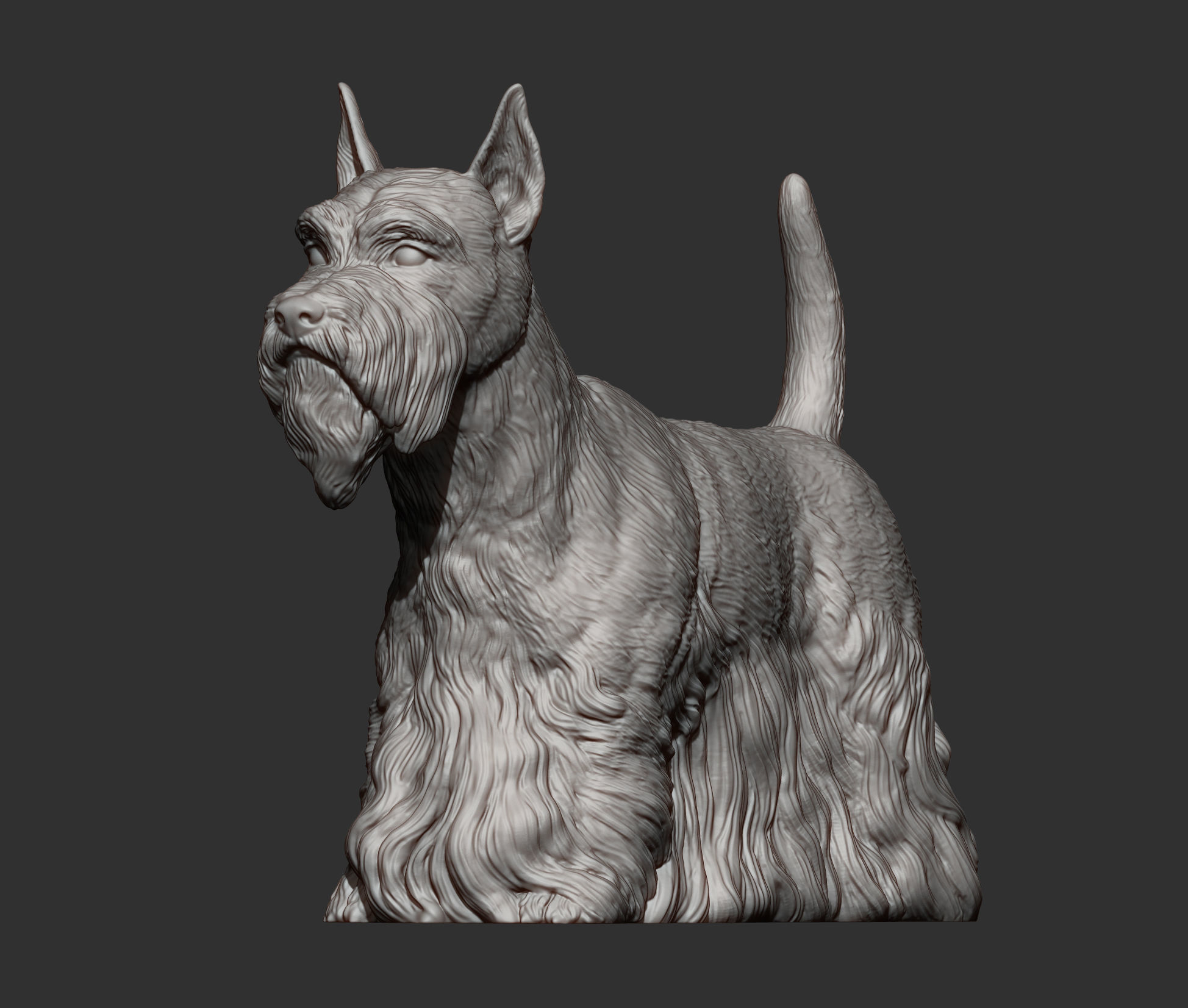 scottish terrier 3D print model_11