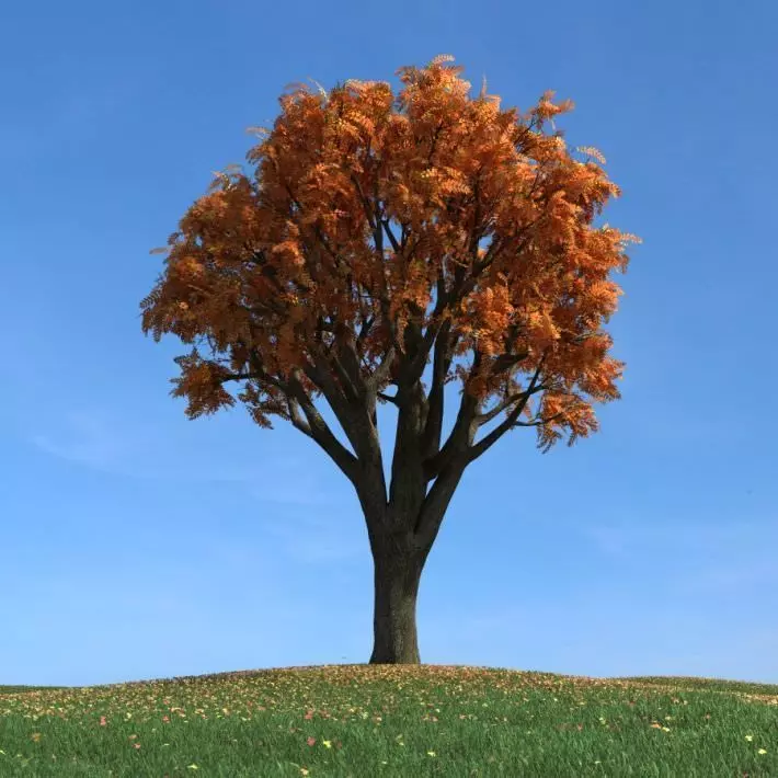 Mature Tree With All Leaves 3D model_0