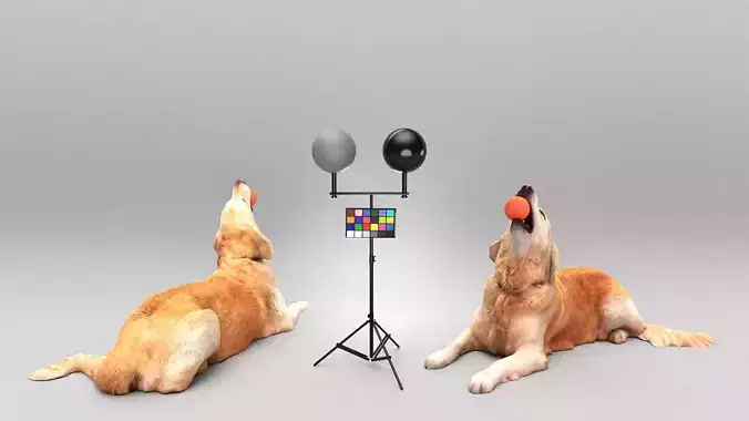 Golden retriever dog playing with toy 30