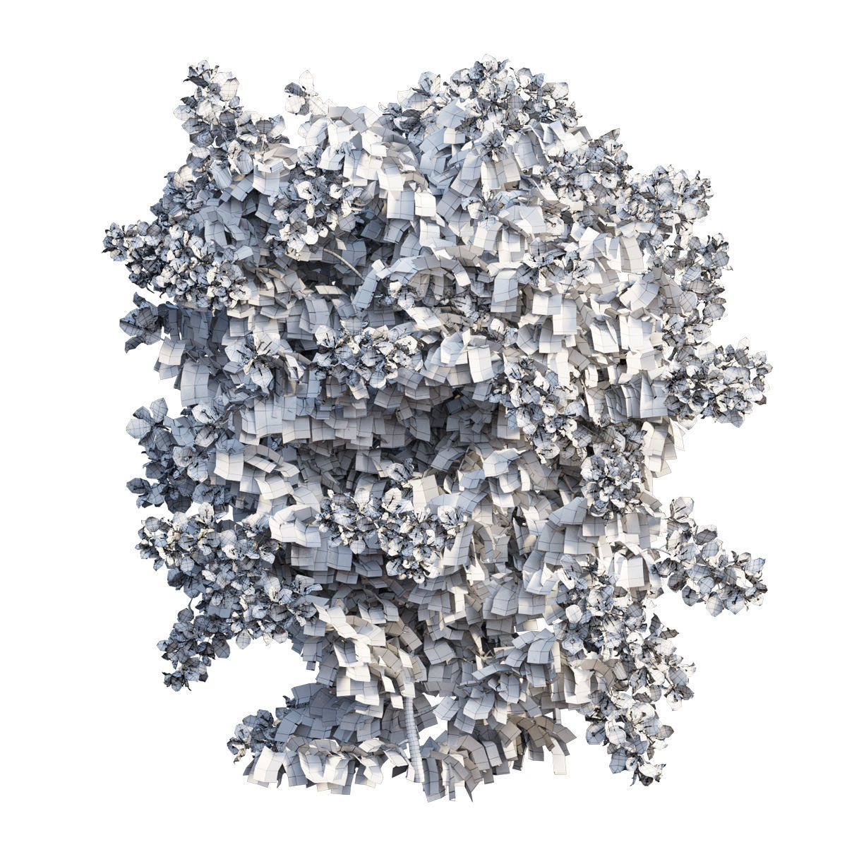 Bougainvillea  plant set 31 3D model_5