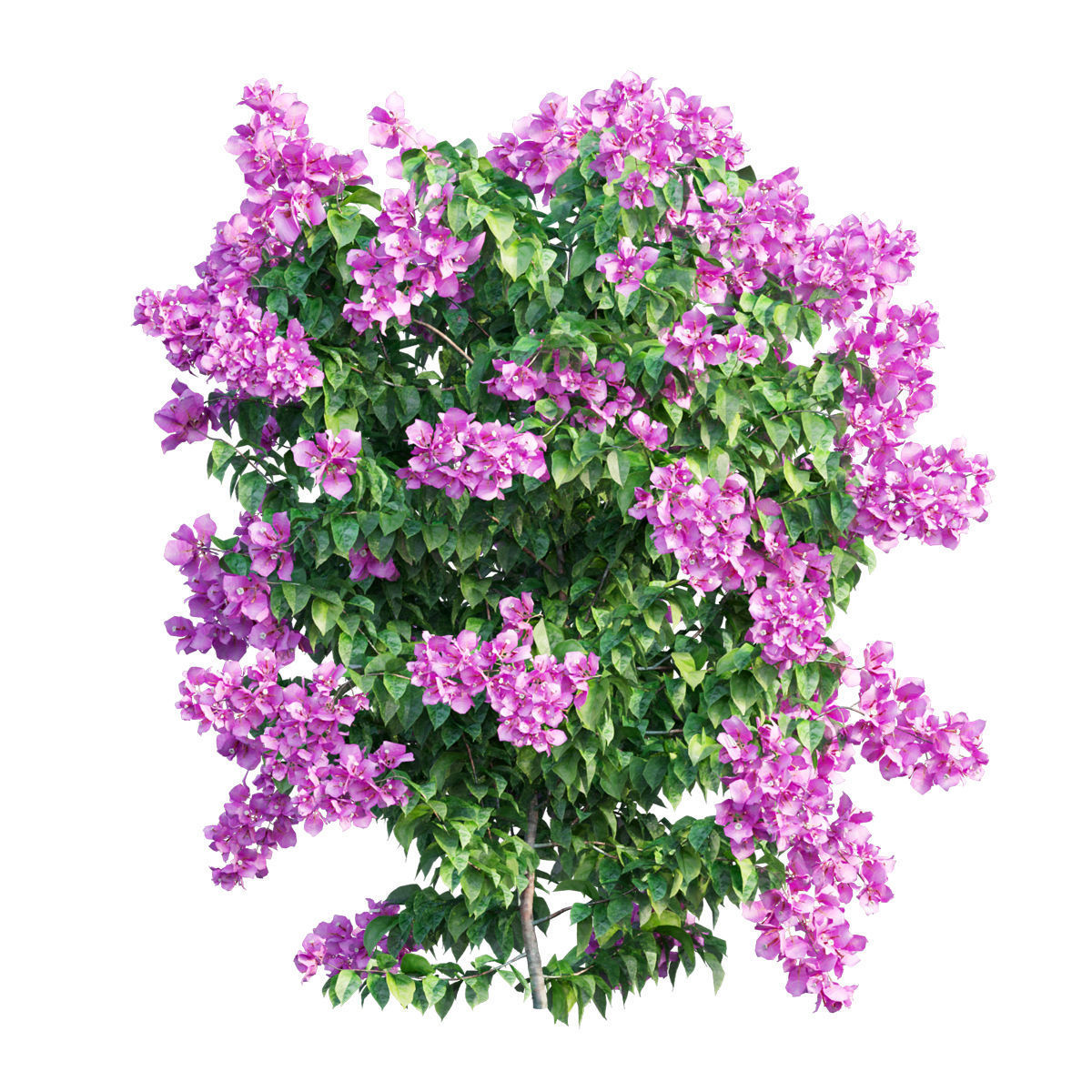 Bougainvillea  plant set 31 3D model_1