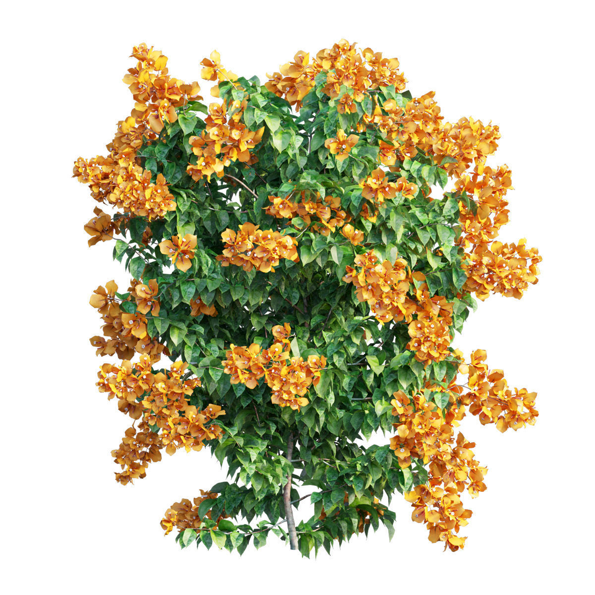 Bougainvillea  plant set 31 3D model_2