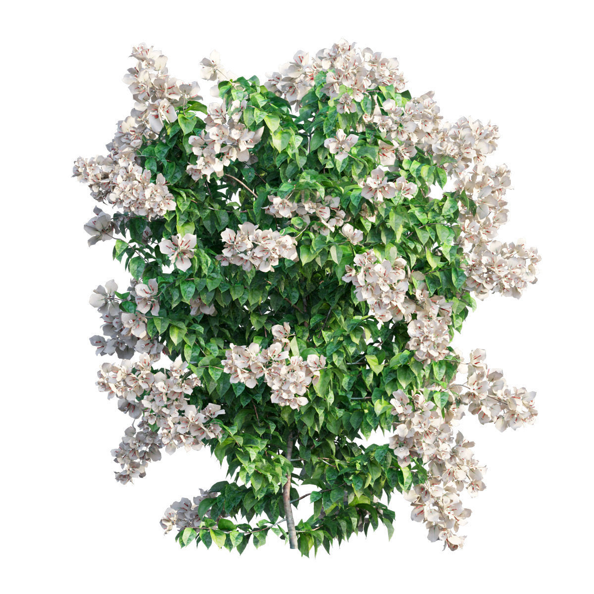 Bougainvillea  plant set 31 3D model_3