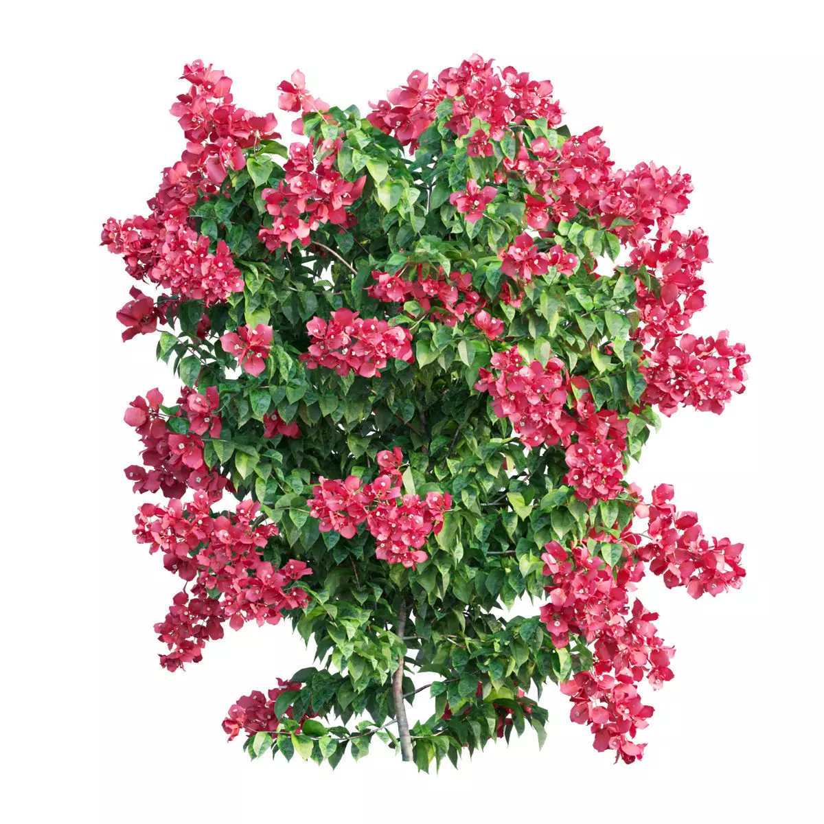 Bougainvillea  plant set 31 3D model_0