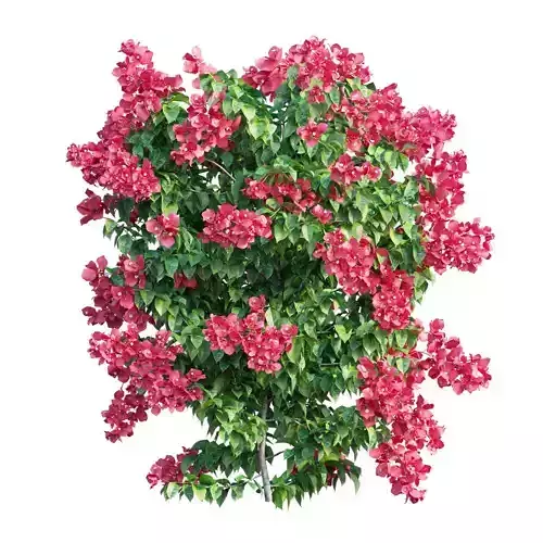 Bougainvillea  plant set 31 3D model