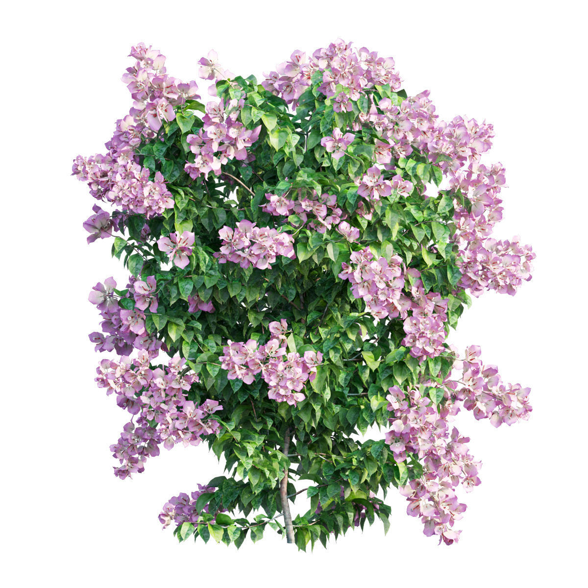 Bougainvillea  plant set 31 3D model_4